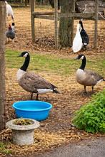 2 x oies du Canada, Animaux & Accessoires