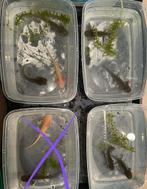 Nog 7 axolotl’s zoeken een huisje // regio Rotselaar, Dieren en Toebehoren, Nieuw, Overige typen, Ophalen of Verzenden