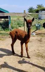 Gaia: lieve donkerbruine (acajou) alpaca merrie, Vrouwelijk, 3 tot 5 jaar