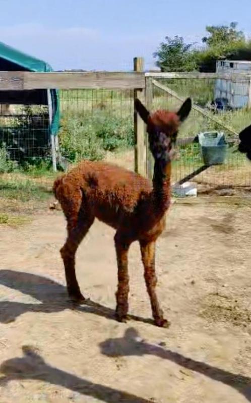 Gaia: lieve donkerbruine (acajou) alpaca merrie, Dieren en Toebehoren, Schapen, Geiten en Varkens, Vrouwelijk, 3 tot 5 jaar