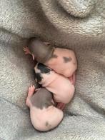 baby Ratten