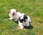 Shih tzu pups, Dieren en Toebehoren, België, Overige rassen, CDV (hondenziekte), 8 tot 15 weken