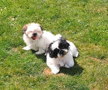 Shih tzu pups, Autres races, Plusieurs, Parvovirose, Belgique