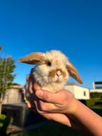 Nederlandse dwerg hangoortjes, Dieren en Toebehoren, Dwerg