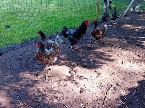 Barnevelderd goud blauw gezoomd, Dieren en Toebehoren, Pluimvee, Kip, Meerdere dieren