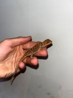 Pogona viticeps juvénile, Dieren en Toebehoren, Hagedis, Met terrarium, 0 tot 2 jaar