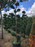 Bonsai- vormsnoei, Tuin en Terras, Planten | Tuinplanten, Ophalen, Vaste plant, Overige soorten