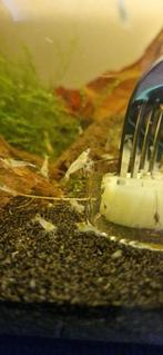 Pearl White garnaal (Neocaridina), Kreeft, Krab of Garnaal, Zoetwatervis, Schoolvis