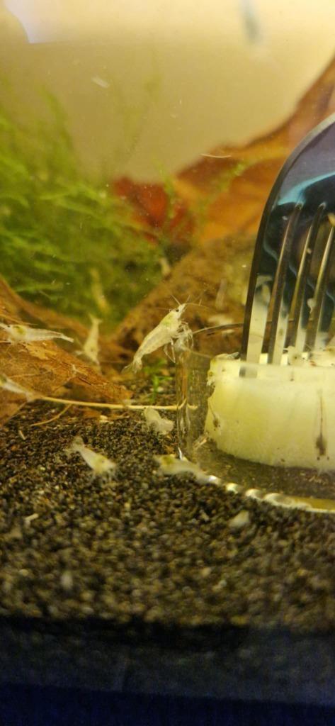 Pearl White garnaal (Neocaridina), Dieren en Toebehoren, Vissen | Aquariumvissen, Zoetwatervis, Kreeft, Krab of Garnaal, Schoolvis