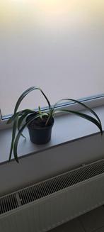 Clivia, Ophalen