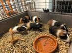 Jonge cavia's Tricolor, Dieren en Toebehoren, Oktober, Meerdere dieren, Cavia