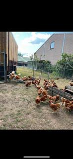 Legkippen te koop!, Dieren en Toebehoren, Pluimvee