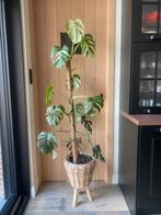 monstera variegata, Huis en Inrichting, Kamerplanten, Ophalen
