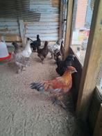 Kippen, Dieren en Toebehoren, Pluimvee, Kip