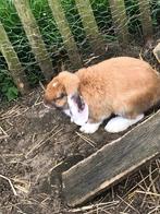 Konijntjes, Dieren en Toebehoren, Mannelijk, Klein, Hangoor, 0 tot 2 jaar