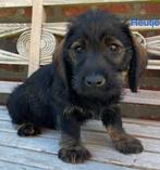 Ruwharige dwergteckels, Dieren en Toebehoren, België, CDV (hondenziekte), 8 tot 15 weken, Dwerg