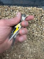 Parva Perlato, Dieren en Toebehoren, Meerdere dieren, Wildzangvogel, Geringd