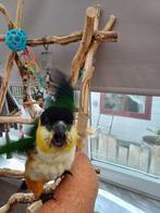 Zwartkop Caique's, Dieren en Toebehoren, Vogels | Parkieten en Papegaaien, Meerdere dieren, Dwergpapegaai of Agapornis, Geringd