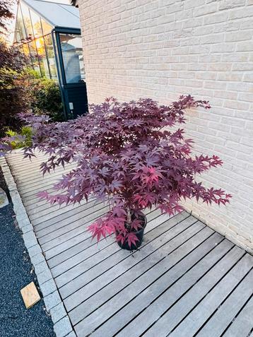 Acer Palmatum “Bloodgood” beschikbaar voor biedingen