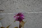Monarda 'On Parade', Tuin en Terras, Ophalen, Zomer, Vaste plant, Volle zon