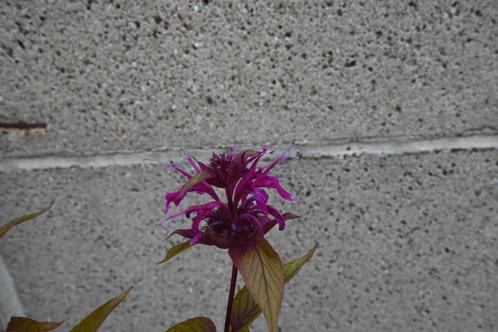 Monarda 'On Parade', Tuin en Terras, Planten | Tuinplanten, Vaste plant, Volle zon, Zomer, Ophalen