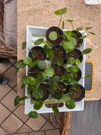Pannenkoeken plant, Ophalen