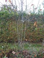 Meerstammig krenteboompje, Tuin en Terras, Ophalen