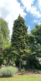 Gratis Brandhout (bomen reeds geveld), Tuin en Terras, Brandhout, Ophalen, Overige houtsoorten, Stammen