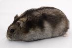 Russische hamster plus kooi te koop, Dieren en Toebehoren, Knaagdieren, Februari, Hamster