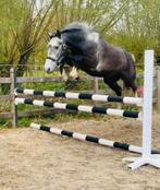 3 jarige merrie te koop, Dieren en Toebehoren, Paarden, Recreatiepaard, Onbeleerd, Gechipt, Merrie