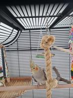 Te koop, Dieren en Toebehoren, Vogels | Parkieten en Papegaaien, Parkiet, Tam
