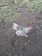 Haan, Dieren en Toebehoren, Pluimvee, Mannelijk, Kip