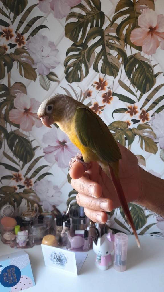 Pyrrhura 2025, Dieren en Toebehoren, Vogels | Overige Vogels, Tam
