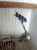 vogels, Meerdere dieren, Parkiet
