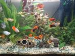 5 oranje platys, Dieren en Toebehoren