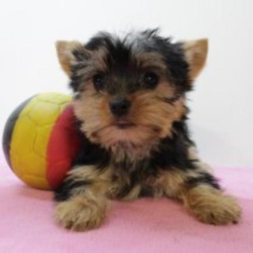 Yorkshire Terriër - super leuke pups! (Belgisch), Dieren en Toebehoren, Honden | Jack Russells en Terriërs, Meerdere dieren, Yorkshire Terriër