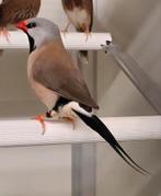 Spitsstaartamadine's, Animaux & Accessoires, Oiseaux | Oiseaux Autre, Plusieurs animaux, Oiseau tropical, Bagué