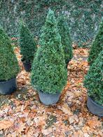 Buxus in pot, Tuin en Terras, Ophalen, Buxus