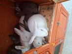Dwergkonijn van 2 maanden oud te koop, Dieren en Toebehoren, Konijnen, Meerdere dieren, Dwerg, 0 tot 2 jaar
