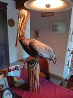 Unieke Bruine Pelikaan, Ophalen, Vogel