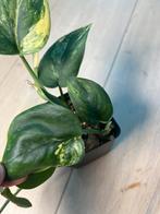 Scindapsus Jade Satin Aurea Variegata, Huis en Inrichting, Ophalen of Verzenden