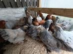 brahma 6 maand / koningin der kippen 4+1 GRATIS, Dieren en Toebehoren, Vrouwelijk, Kip