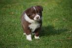 Border collie pups, verschillende kleuren, Animaux & Accessoires, Chiens | Bergers & Bouviers, Colley, Plusieurs, Parvovirose