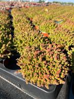 Sedum sexangulare P10,5cm, Tuin en Terras, Planten | Tuinplanten, Ophalen, Vaste plant, Bodembedekkers
