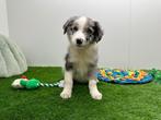 Border Collie pups