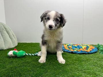 Border Collie pups beschikbaar voor biedingen