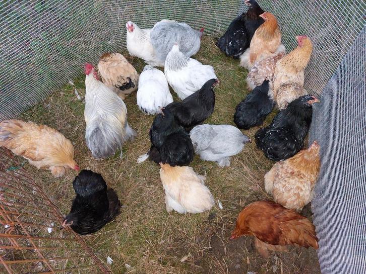 Cochin kriel hennen en evt. een haan, Dieren en Toebehoren, Pluimvee