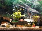 Decoration, Plantes et 3 barbus et Botia clown pour aquarium, Ophalen, Gebruikt, Sierelement