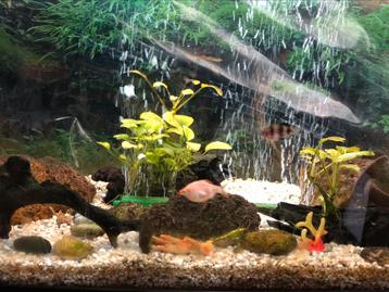 Decoration, Plantes et 3 barbus et Botia clown pour aquarium beschikbaar voor biedingen