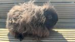 Cavia, mannetje Cavia, zwart Texel, Ophalen